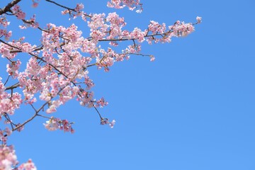青空を背景に咲く桜