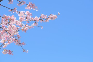 cherry blossom in spring