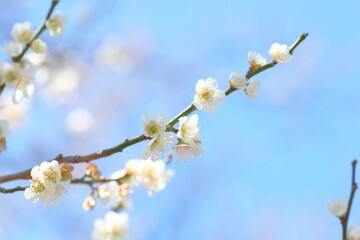 white Japanese apricot blossom in full blooming	