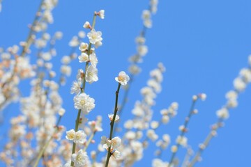 white Japanese apricot blossom in full blooming