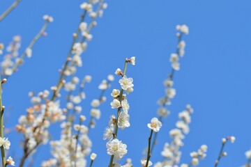 Japanese plum blossom in early spring	
