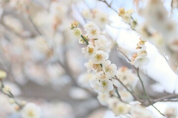 white Japanese apricot blossom in full blooming	