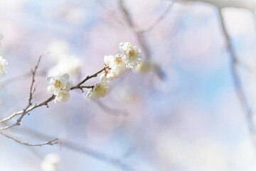 Naklejka premium white Japanese apricot blossom in full blooming 