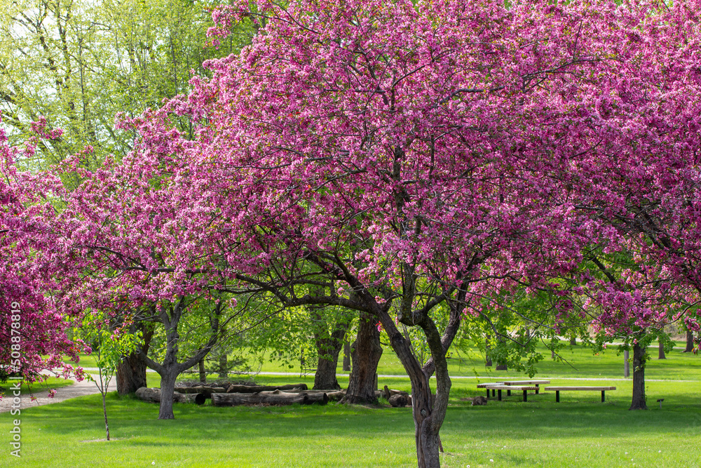 Canvas Prints landscape view of deep pink color ornamental apple trees in full bloom in an ornamental botanical ga