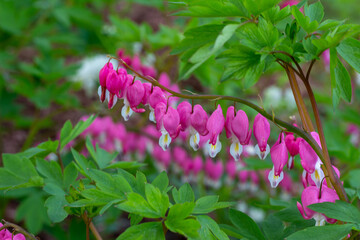 Defocused close up texture view of beautiful pink and white bleeding heart flowers (dicentra...