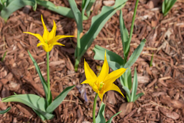 Close up texture view of two yellow star tulips (tulipa) in a sunny garden