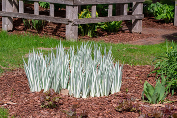 Close up texture view of variegated dalmation iris plants (iris pallida) prior to blooming in an...