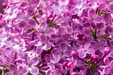 Full frame abstract texture background of beautiful purple lilac flowers in full bloom