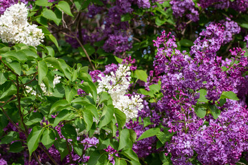 Obraz premium Full frame abstract texture background of beautiful purple and white lilac flowers in full bloom