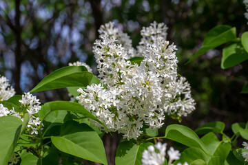 Full frame abstract texture background of beautiful white lilac flowers in full bloom
