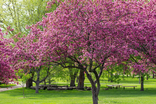 Landscape view of deep pink color ornamental apple trees in full bloom in an ornamental botanical garden
