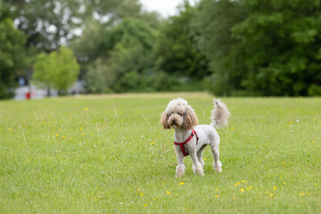 Side view of cute small light brown trimmed poodle with red harness running on grass with funny expression