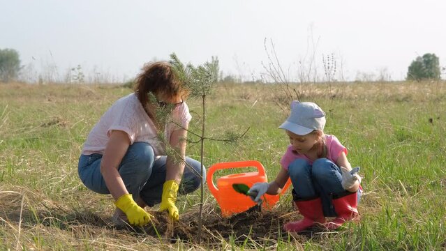 Cute 7-year old little girl with grandmother planting a pine tree in a spring day. Nature, environment, save world and ecology concept