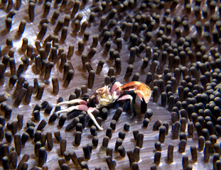 A small Porcelain crab in anemone Boracay Philippines