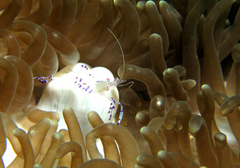 Cleaner Shrimp on anemone Boracay Philippines