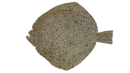 Turbot Flatfish Isolated on White Background, 3D Rendered