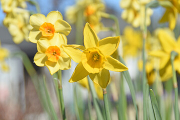 daffodils in spring