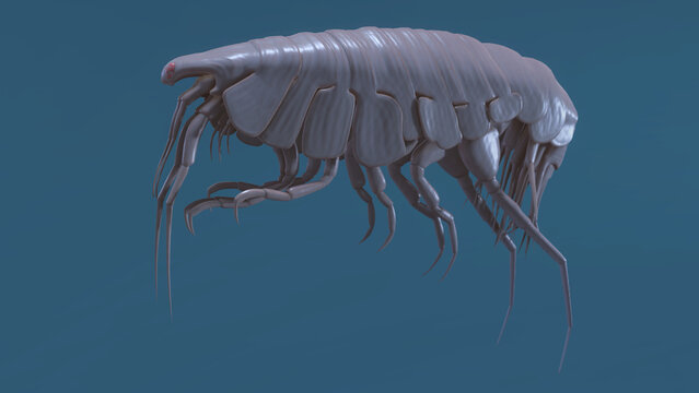 Amphipod 3D rendered on blue background