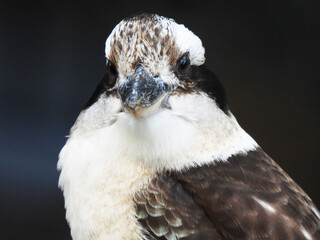 Kookaburra Australian bird