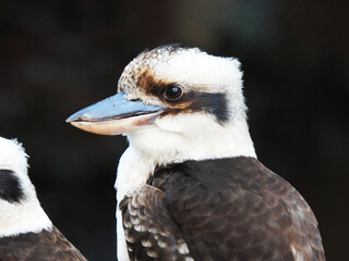 Kookaburra Australian bird