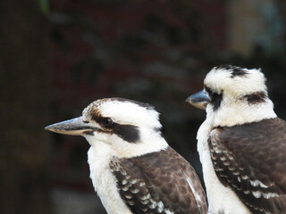 Kookaburra Australian bird