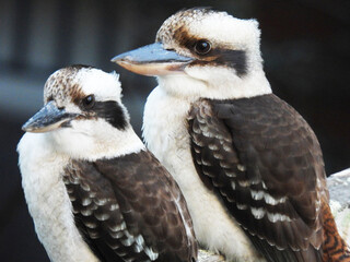 Kookaburra Australian bird