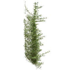 Climbing plants creepers isolated on white background 3d illustration