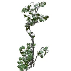Fototapeta premium Climbing plants creepers vine isolated on white background 3d illustration
