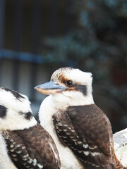Kookaburra Australian bird
