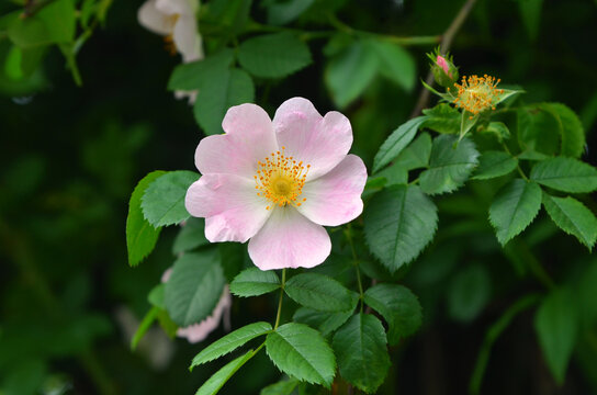 Dog rose Rose canina light pink flower in spring blooming season. Bud- flower- stamens -leaves in photo outdoors. Gardening , landscaping, medicine concept. Free copy space.