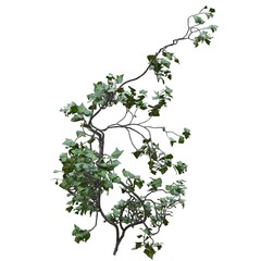 Climbing plants creepers vine isolated on white background 3d illustration