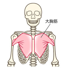 大胸筋、上肢帯の筋肉、名称あり