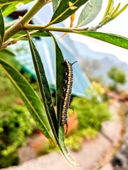 Caterpillar on a leaf