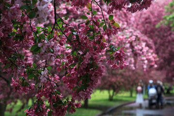 The garden of pink apple trees in Catherine Park. Moscow