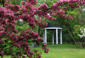The garden of pink apple trees in Catherine Park. Moscow