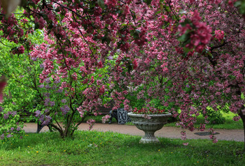 The garden of pink apple trees in Catherine Park. Moscow