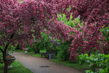 The garden of pink apple trees in Catherine Park. Moscow