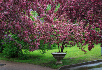 The garden of pink apple trees in Catherine Park. Moscow