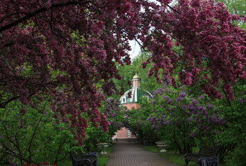 The garden of pink apple trees in Catherine Park. Moscow