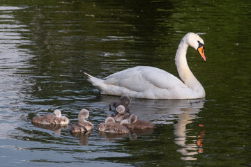 Mother swan with her baby swans. Mute swan protects its small offspring. Gray, fluffy newborn baby cygnets.