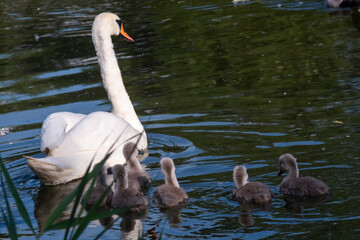 Mother swan with her baby swans