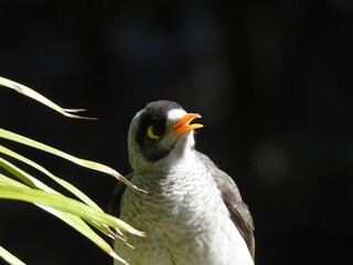 Noisy Miner bird