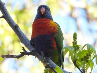 Lorikeet bird