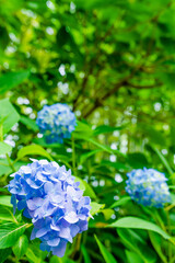 鎌倉 明月院のあじさい