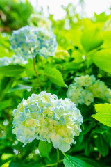 鎌倉 明月院のあじさい
