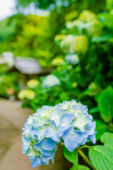 鎌倉 明月院のあじさい