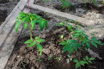 Seedlings of young tomatoes watered with warm water.