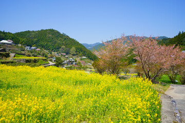 Fototapeta na wymiar 江田の菜の花　棚田(徳島県神山町)