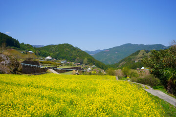 江田の菜の花　棚田(徳島県神山町)