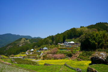 Fototapeta na wymiar 江田の菜の花　棚田(徳島県神山町)